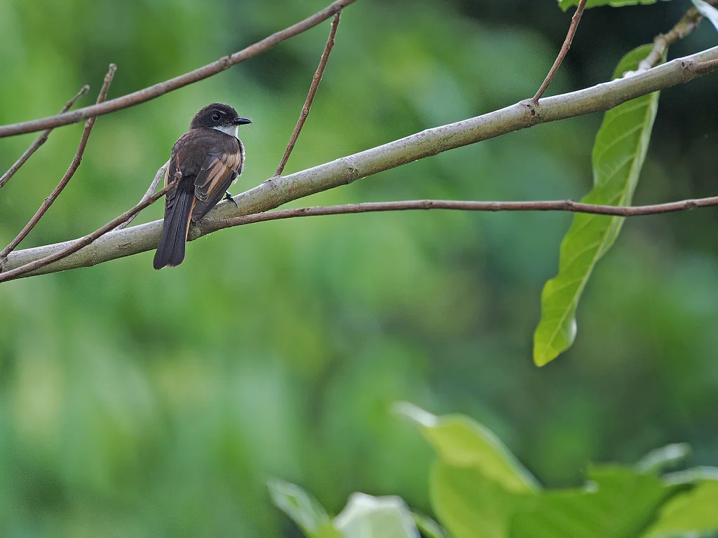 栗尾扇尾鹟（Rhipidura fuscorufa）
