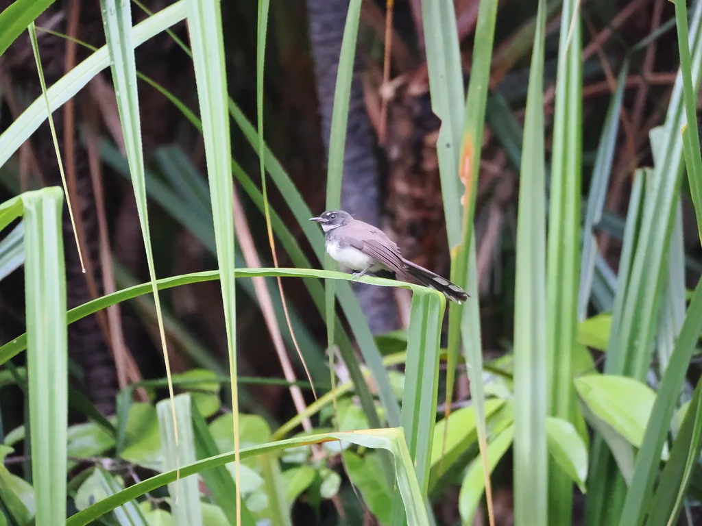 斑扇尾鹟(Rhipidura javanica)