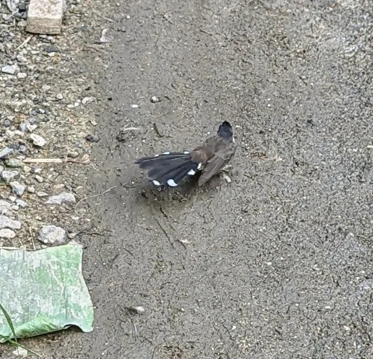 斑扇尾鹟(Rhipidura javanica)