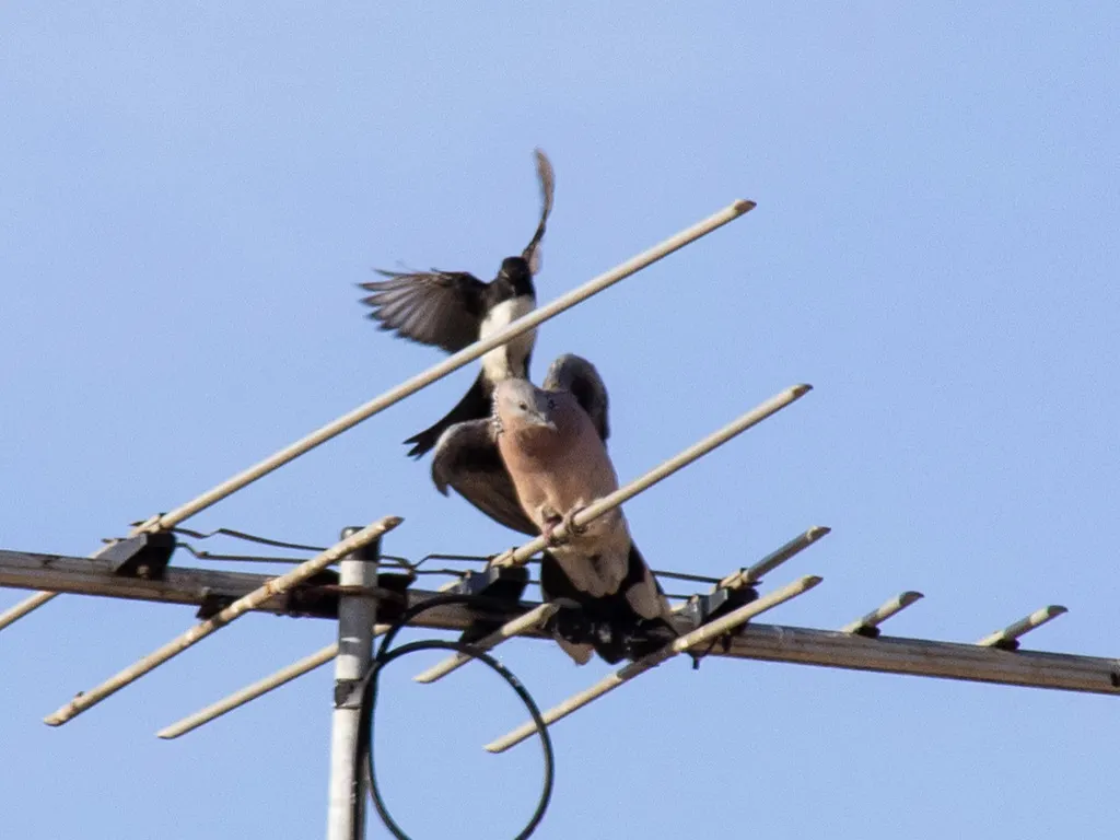 黑白扇尾鹟（Rhipidura leucophrys）