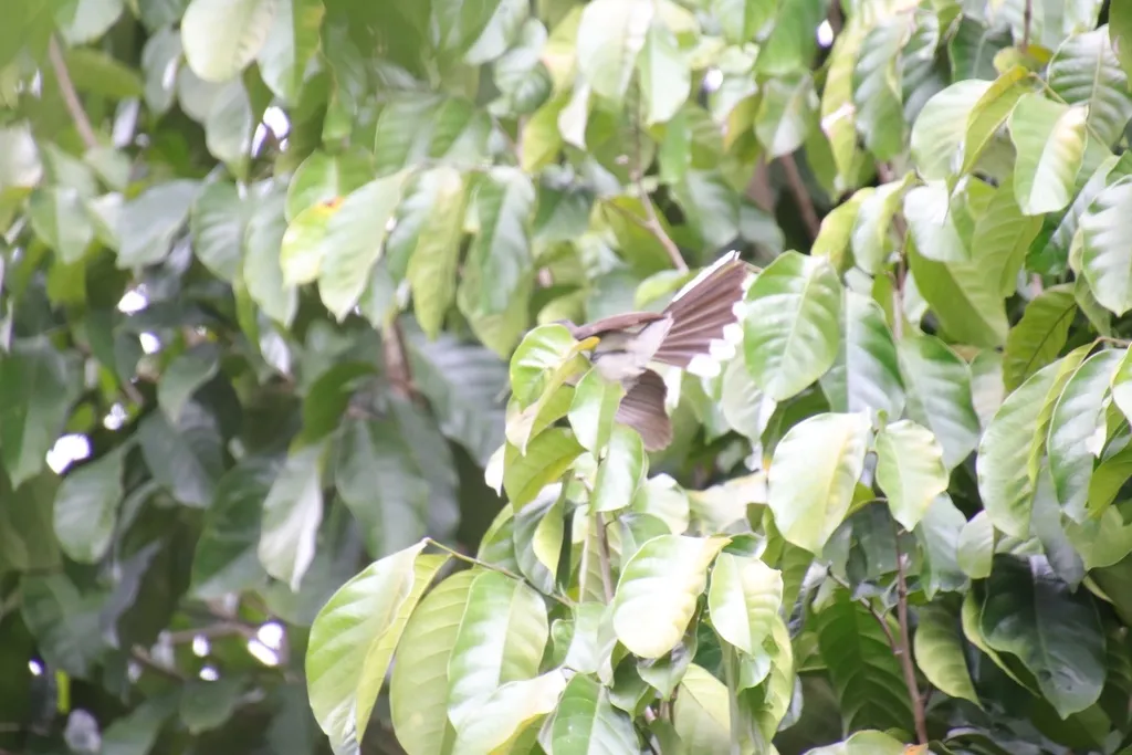 菲律宾斑扇尾鹟(Rhipidura nigritorquis)