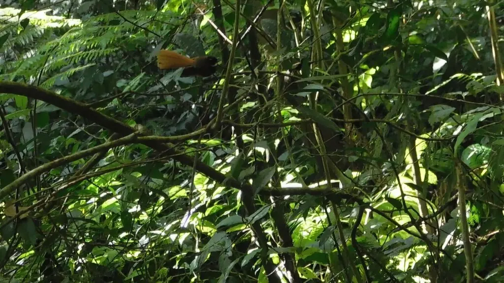 红尾扇尾鹟(Rhipidura phoenicura)