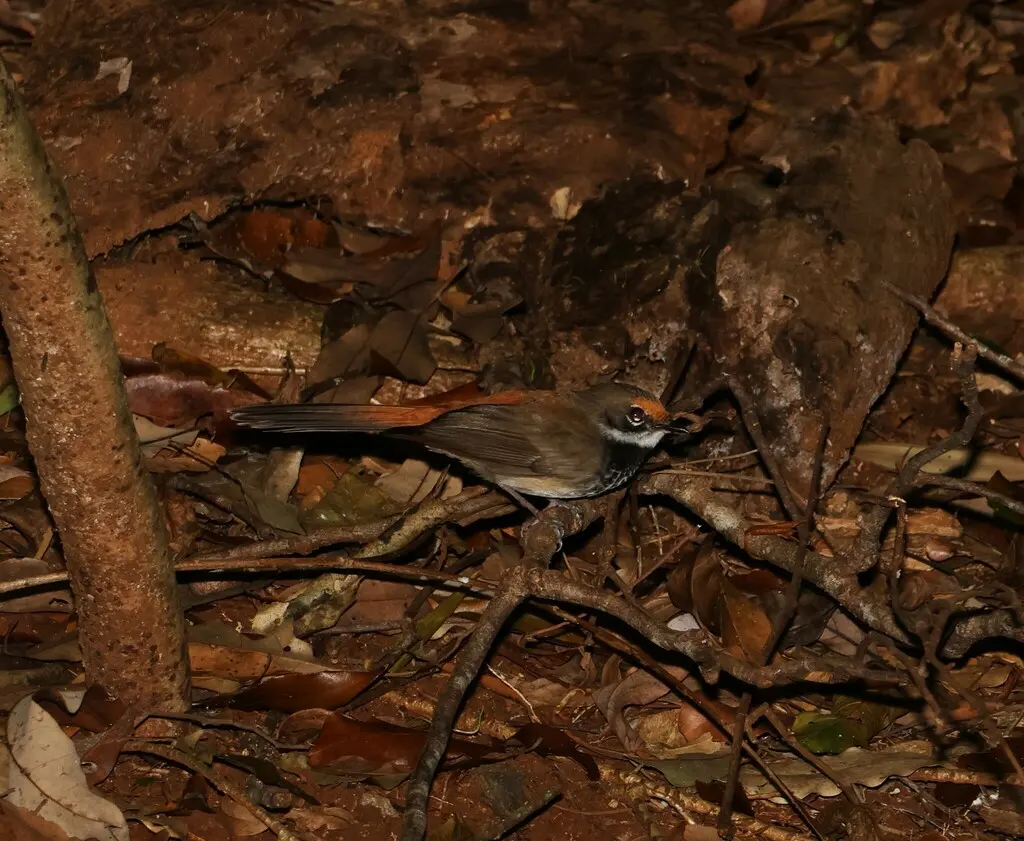 棕额扇尾鹟（Rhipidura rufifrons）