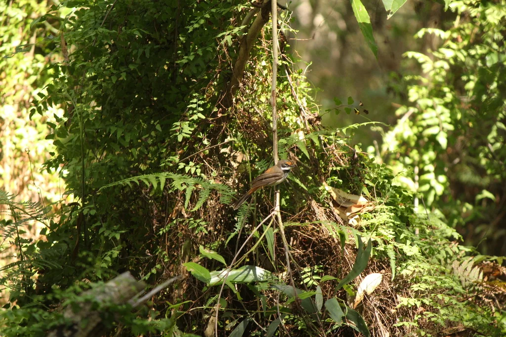 棕额扇尾鹟（Rhipidura rufifrons）