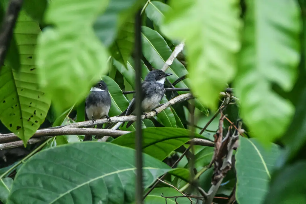 北扇尾鹟（Rhipidura rufiventris）