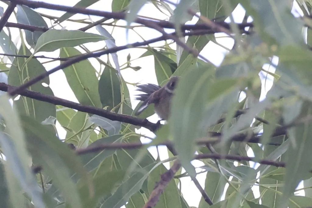 褐背扇尾鹟（Rhipidura semicollaris）