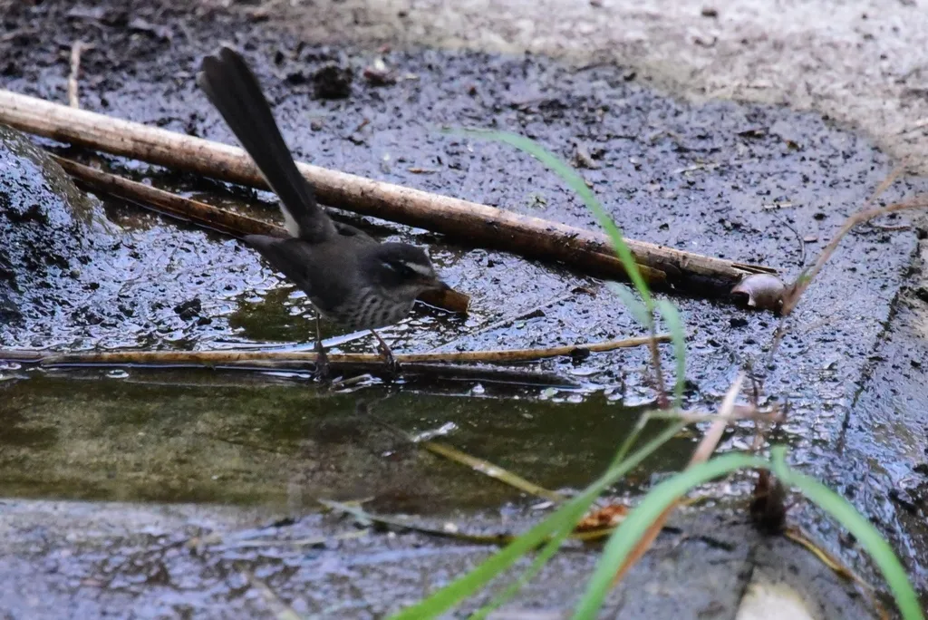 瓦努阿图点胸扇尾鹟（Rhipidura spilodera）