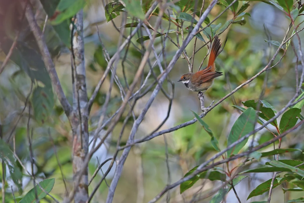 塔利亚布岛扇尾鹟(Rhipidura sulaensis)