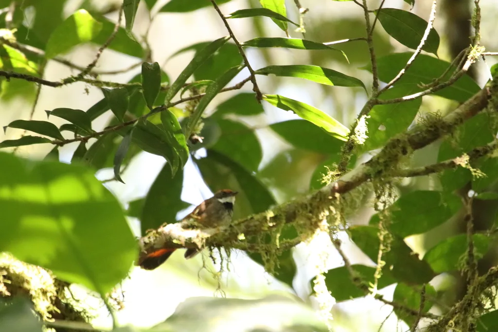 锈腹扇尾鹟（Rhipidura teysmanni）