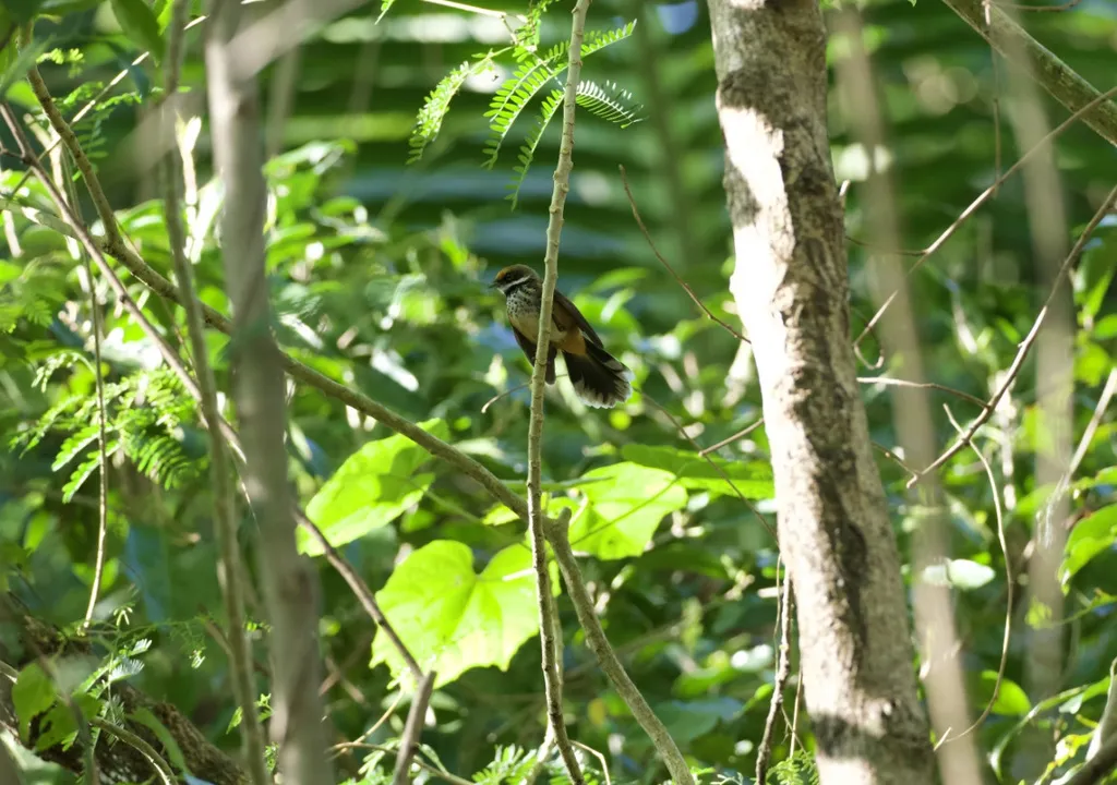 密岛扇尾鹟(Rhipidura versicolor)