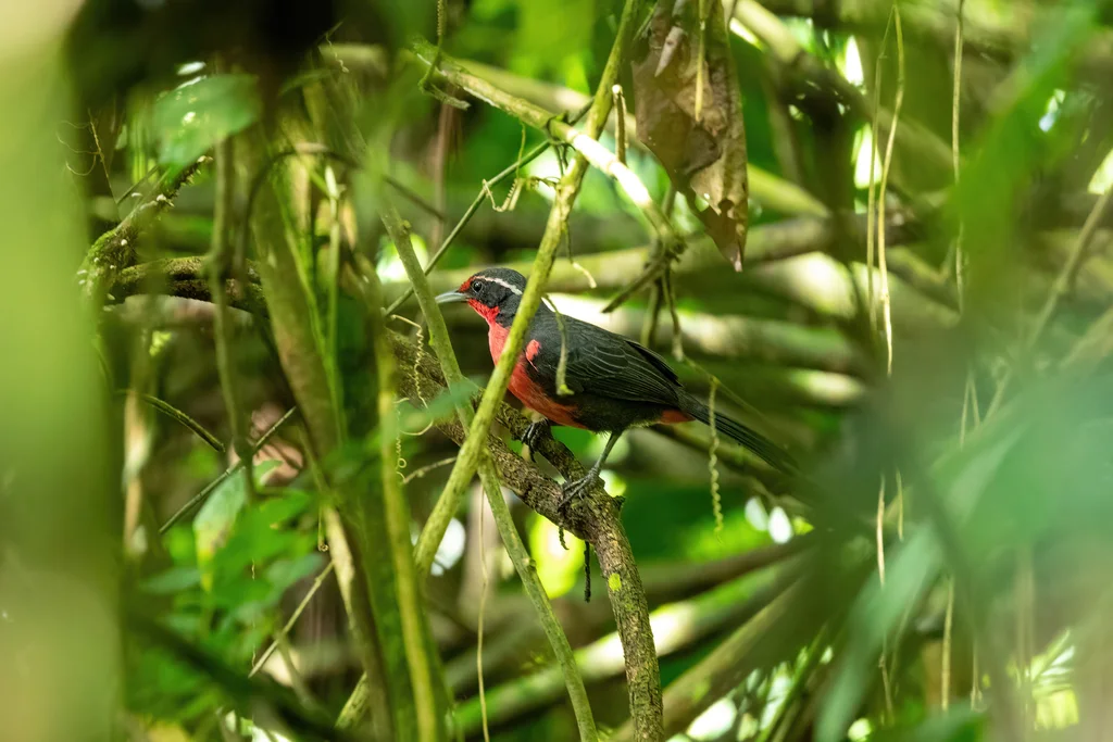 鸫唐纳雀（Rhodinocichla rosea）