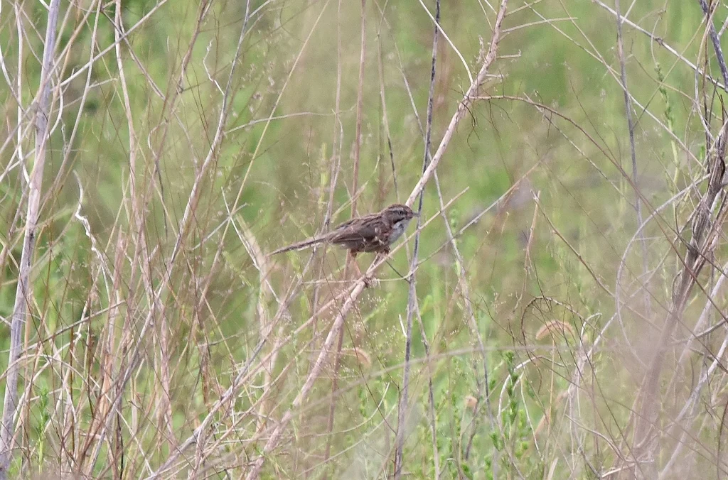 山鹛（Rhopophilus pekinensis）
