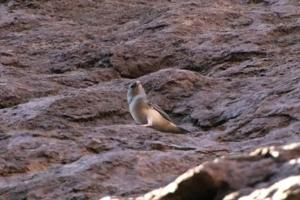 斑尾岭雀鹀（Rhopospina alaudina）
