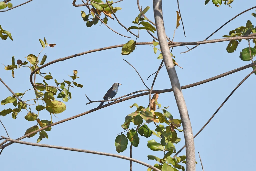 蓝雀鹀(Rhopospina caerulescens)