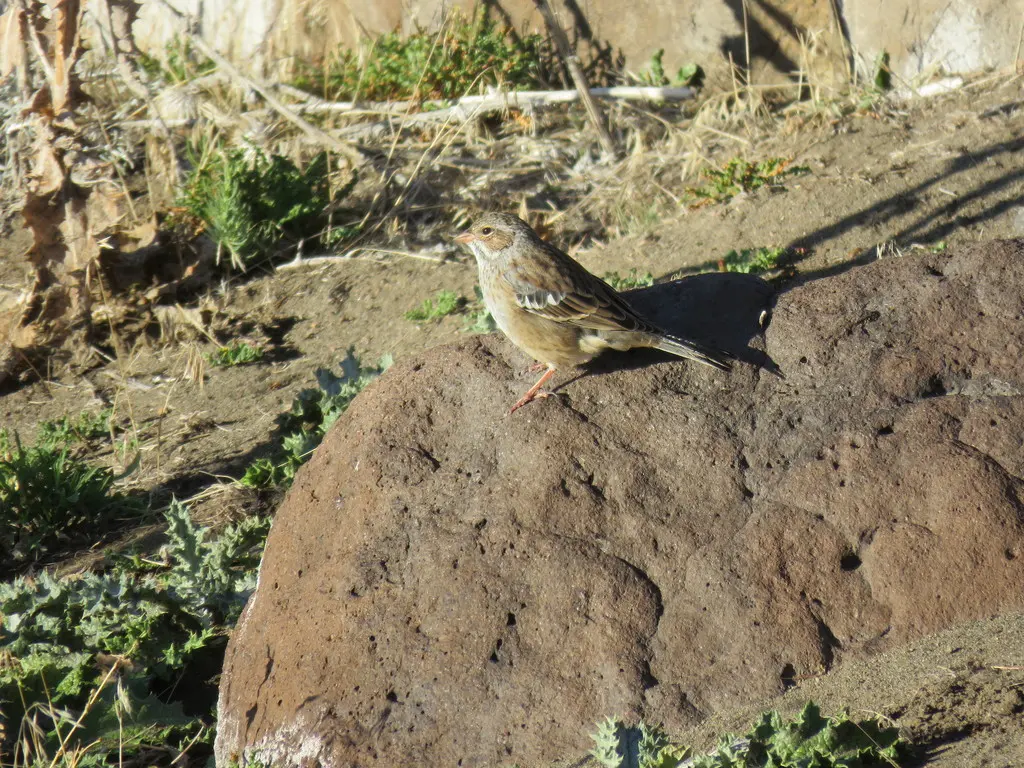 黑岭雀鹀(Rhopospina fruticeti)