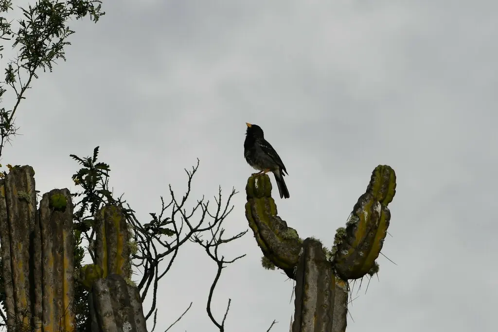 黑岭雀鹀(Rhopospina fruticeti)