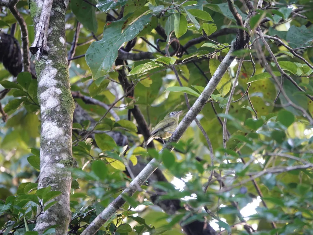 眼环扁嘴霸鹟(Rhynchocyclus brevirostris)