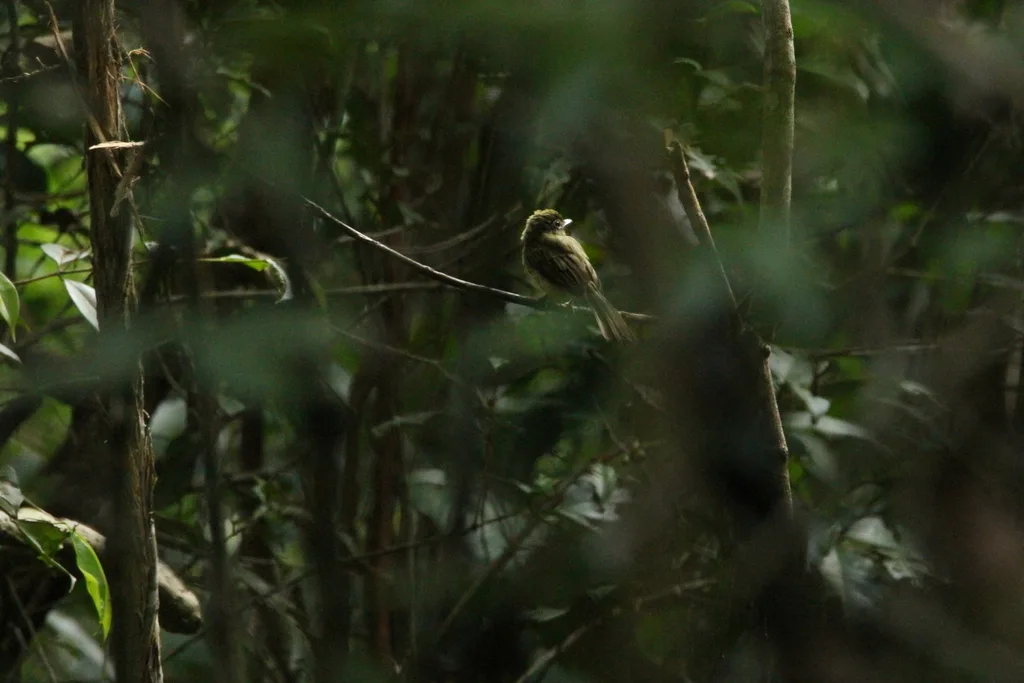 绿扁嘴霸鹟(Rhynchocyclus olivaceus)