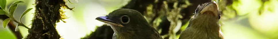 太平洋扁嘴霸鹟(Rhynchocyclus pacificus)