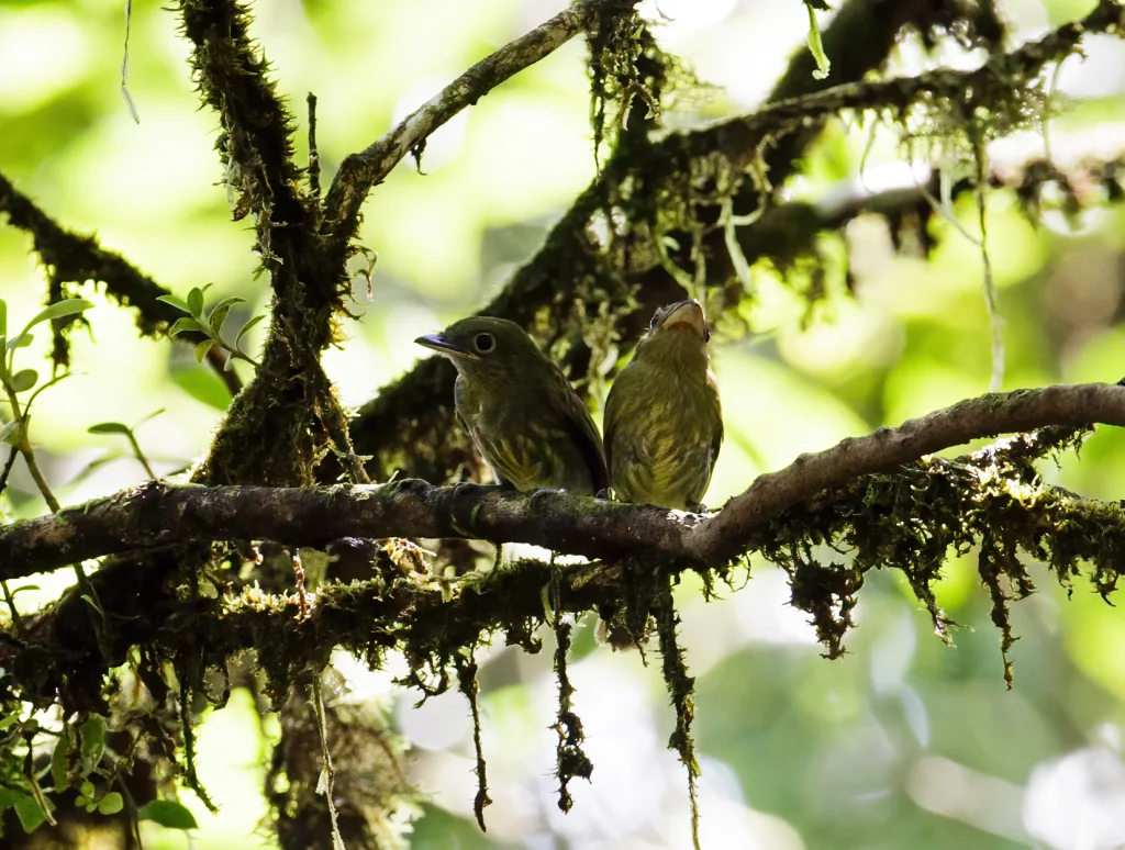 太平洋扁嘴霸鹟(Rhynchocyclus pacificus)