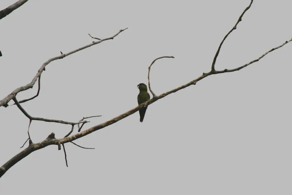 厚嘴鹦哥（Rhynchopsitta pachyrhyncha）