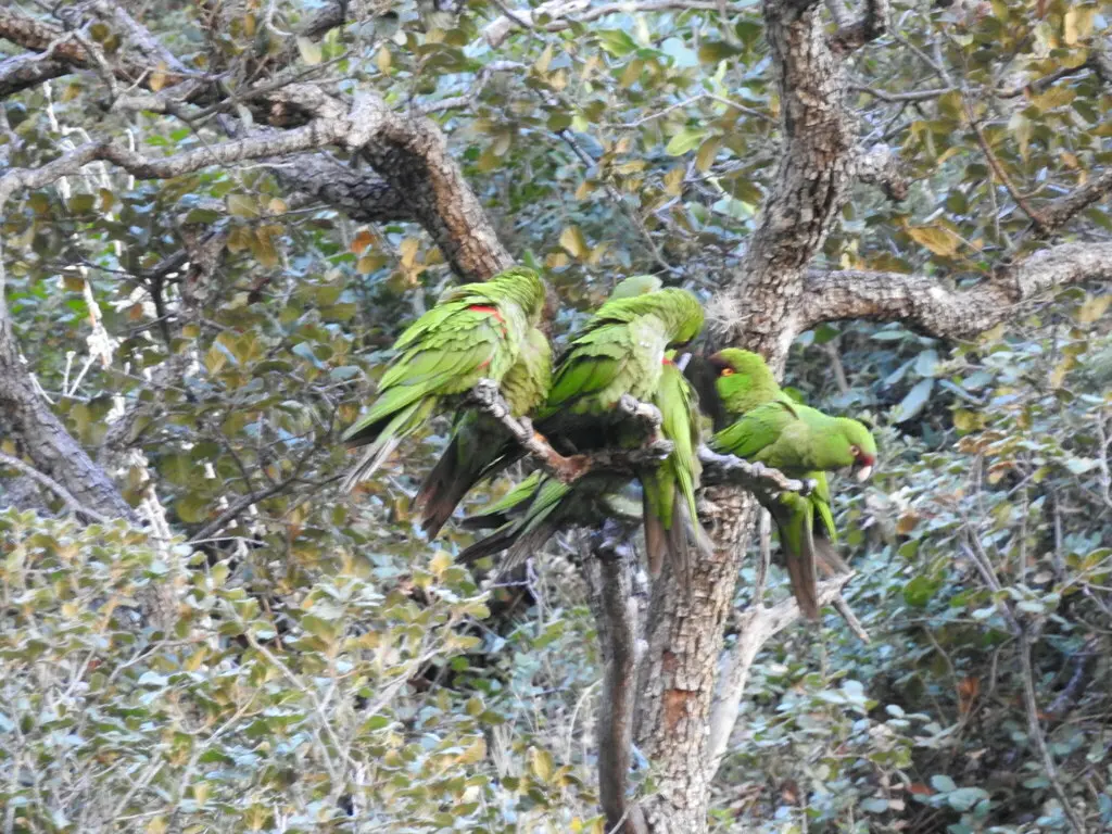 暗红额鹦哥(Rhynchopsitta terrisi)