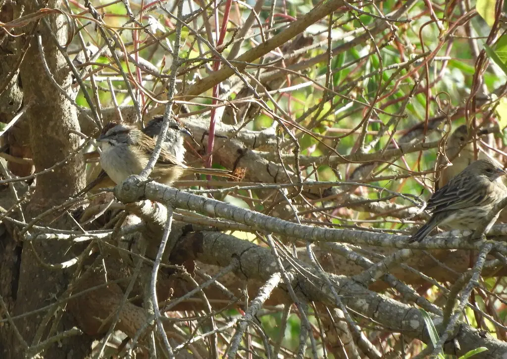 纹顶猛雀鹀(Rhynchospiza strigiceps)