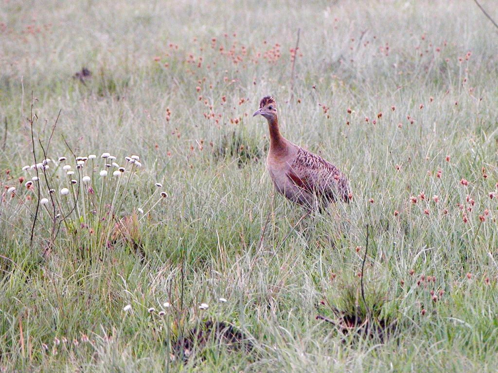 红翅䳍(Rhynchotus rufescens)