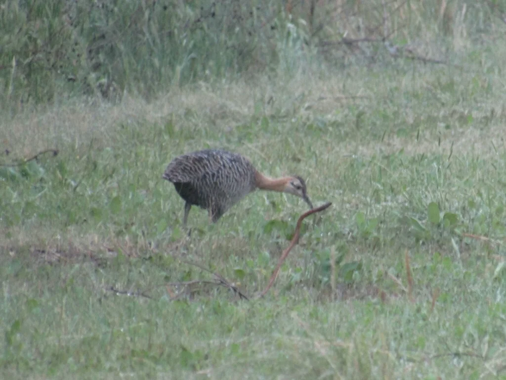 红翅䳍(Rhynchotus rufescens)