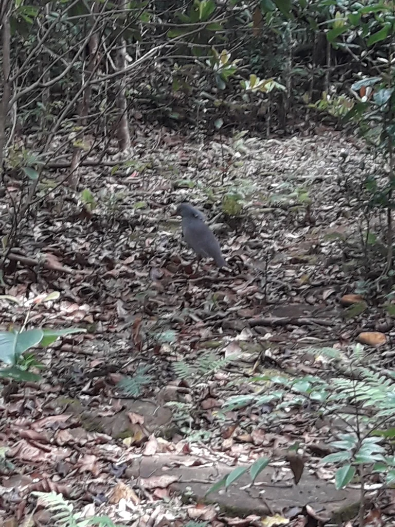 鹭鹤(Rhynochetos jubatus)