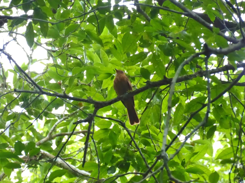 棕悲霸鹟(Rhytipterna holerythra)