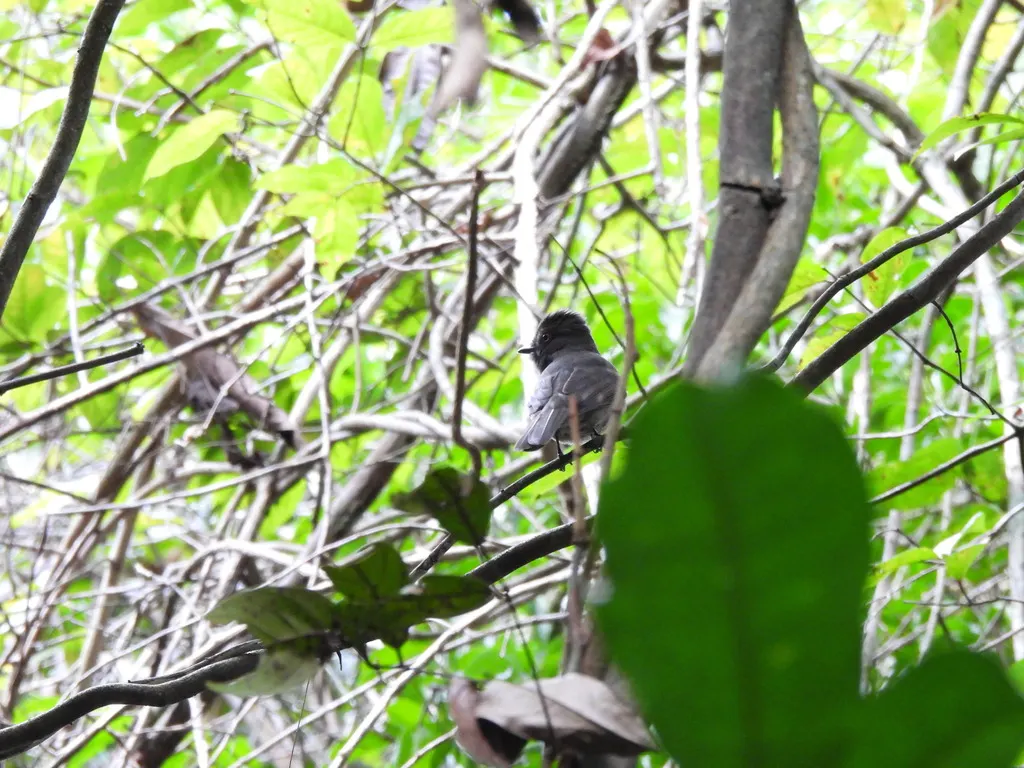 灰悲霸鹟(Rhytipterna simplex)