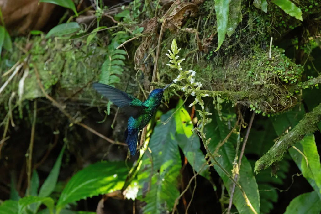 蓝头蜂鸟(Riccordia bicolor)