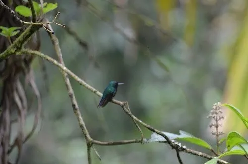 波多翠蜂鸟(Riccordia maugaeus)
