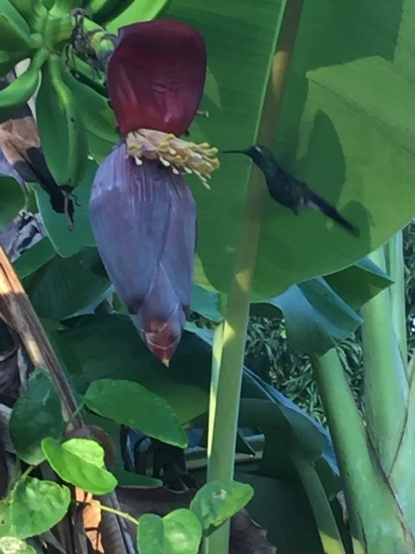 古巴翠蜂鸟（Riccordia ricordii）