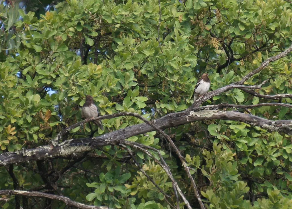 阿兹特克地鸫(Ridgwayia pinicola)