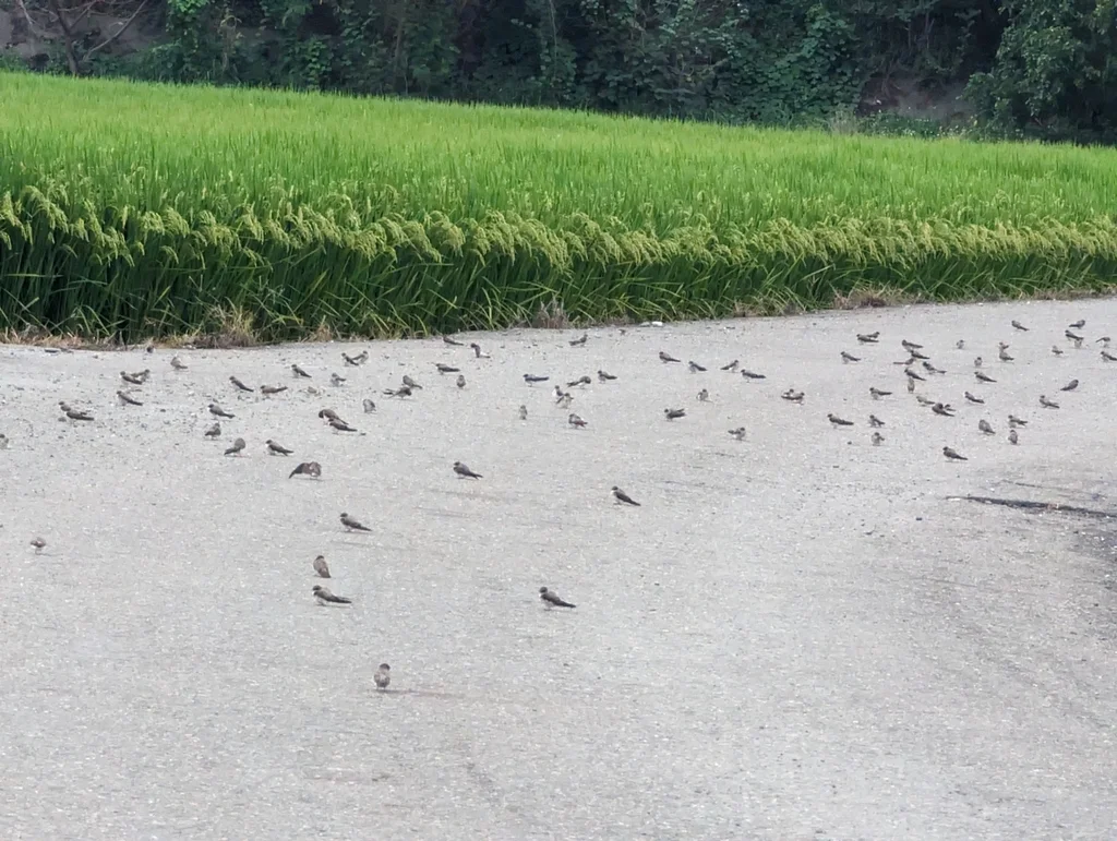 灰喉沙燕(Riparia chinensis)