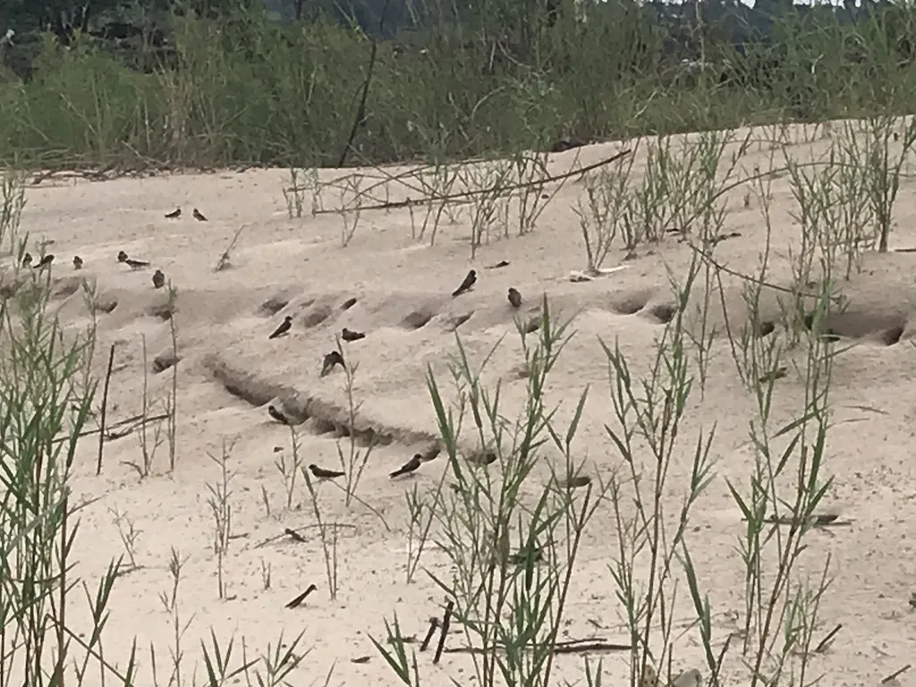 刚果沙燕(Riparia congica)