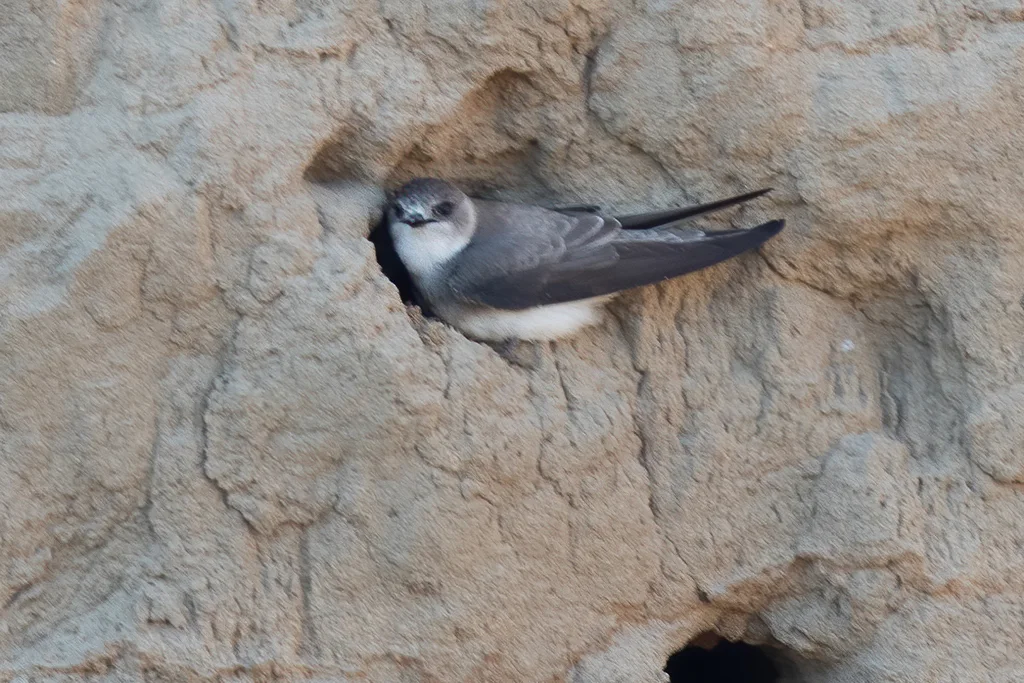 淡色沙燕(Riparia diluta)