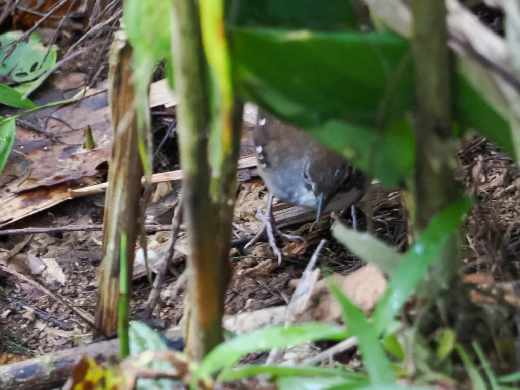 灰斑地莺(Robsonius sorsogonensis)
