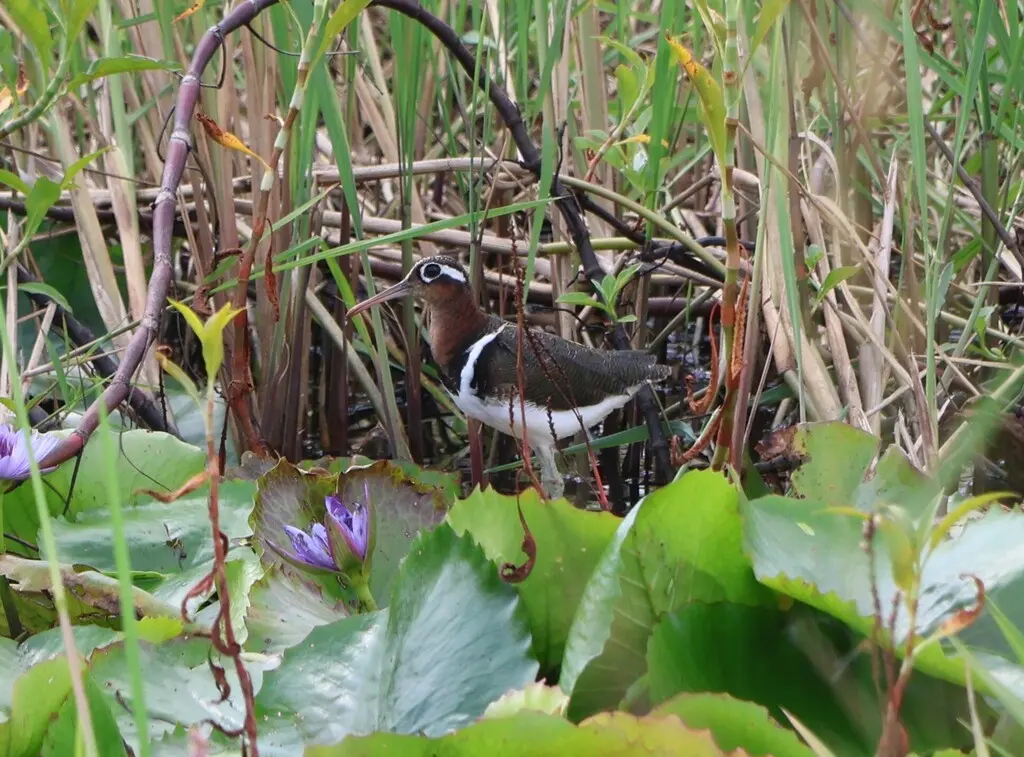 彩鹬(Rostratula benghalensis)