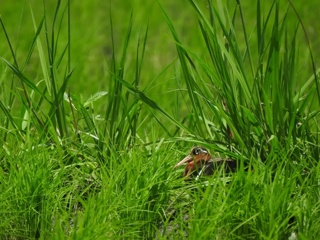 彩鹬(Rostratula benghalensis)
