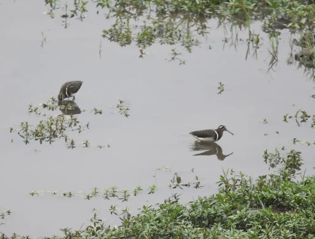 彩鹬(Rostratula benghalensis)
