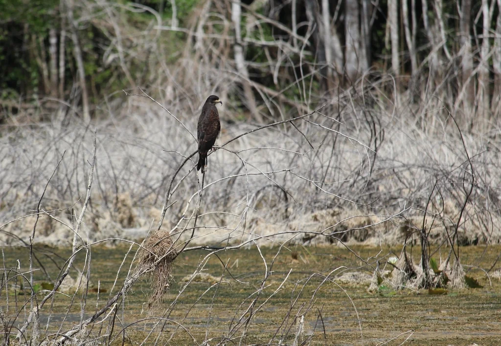 食螺鸢(Rostrhamus sociabilis)