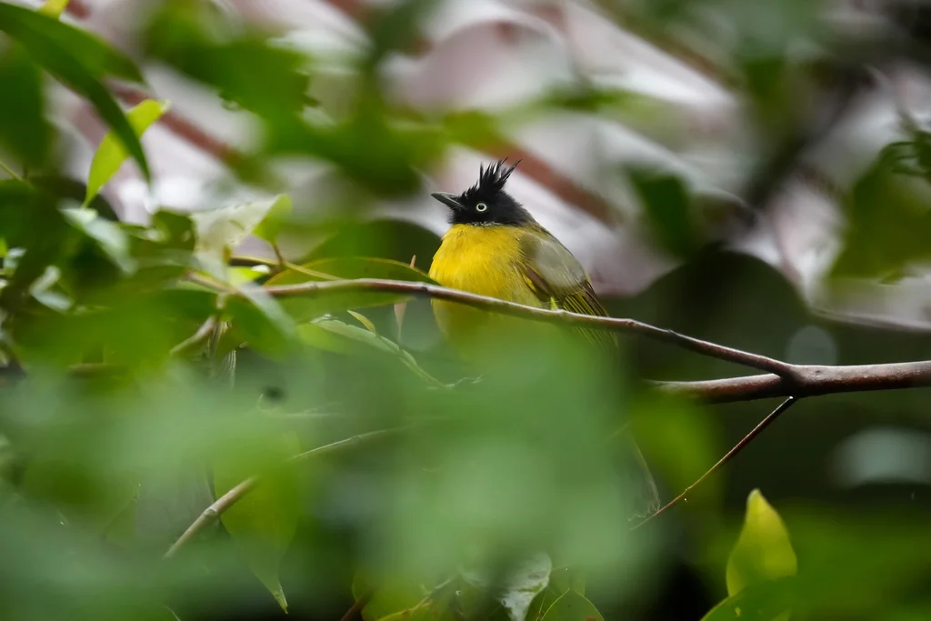 黑冠黄鹎（Rubigula flaviventris）