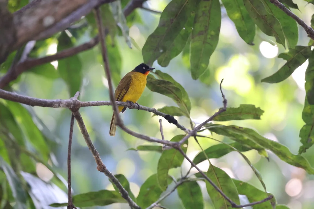 火喉黄鹎(Rubigula gularis)