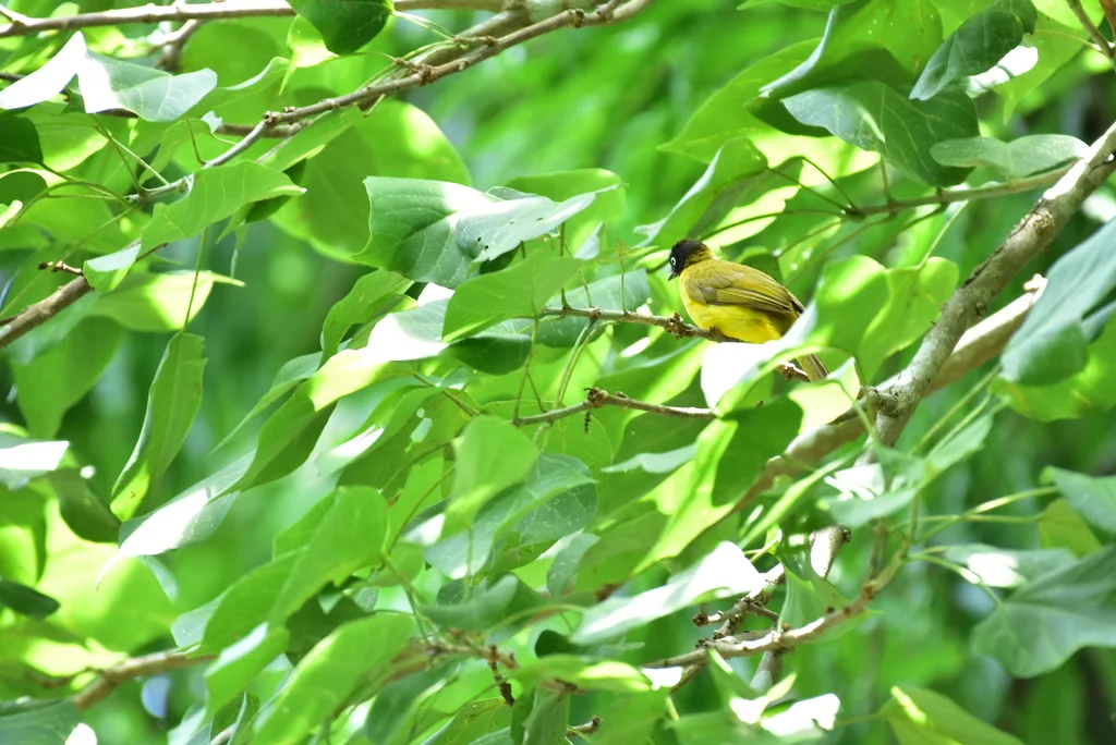 火喉黄鹎(Rubigula gularis)