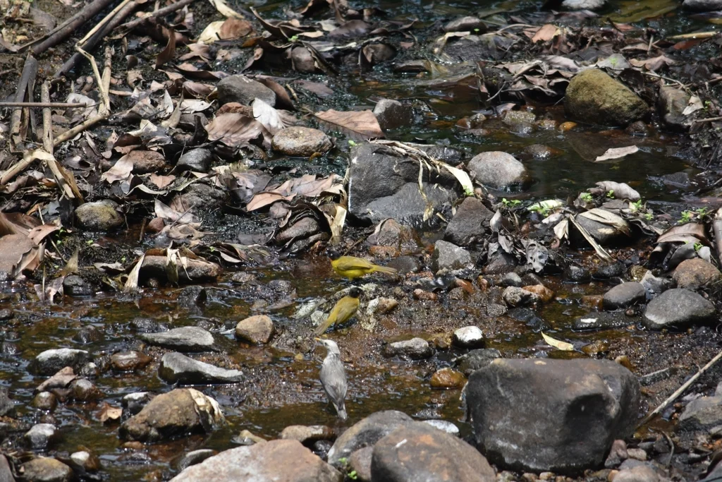 火喉黄鹎(Rubigula gularis)