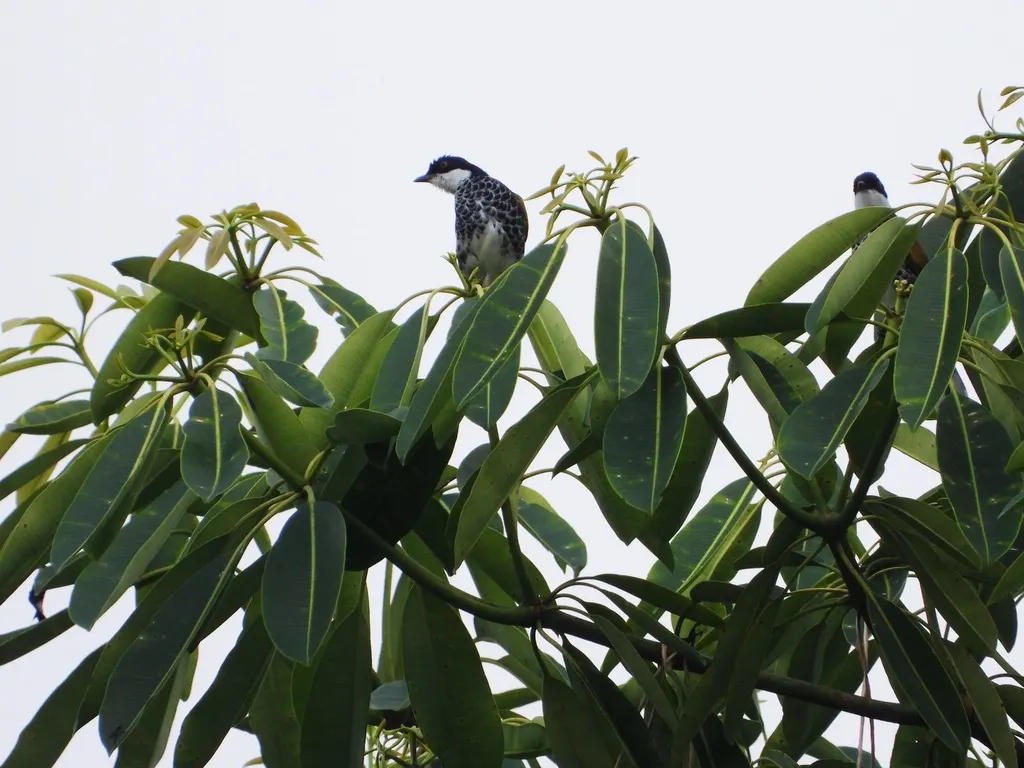 鳞胸鹎(Rubigula squamata)