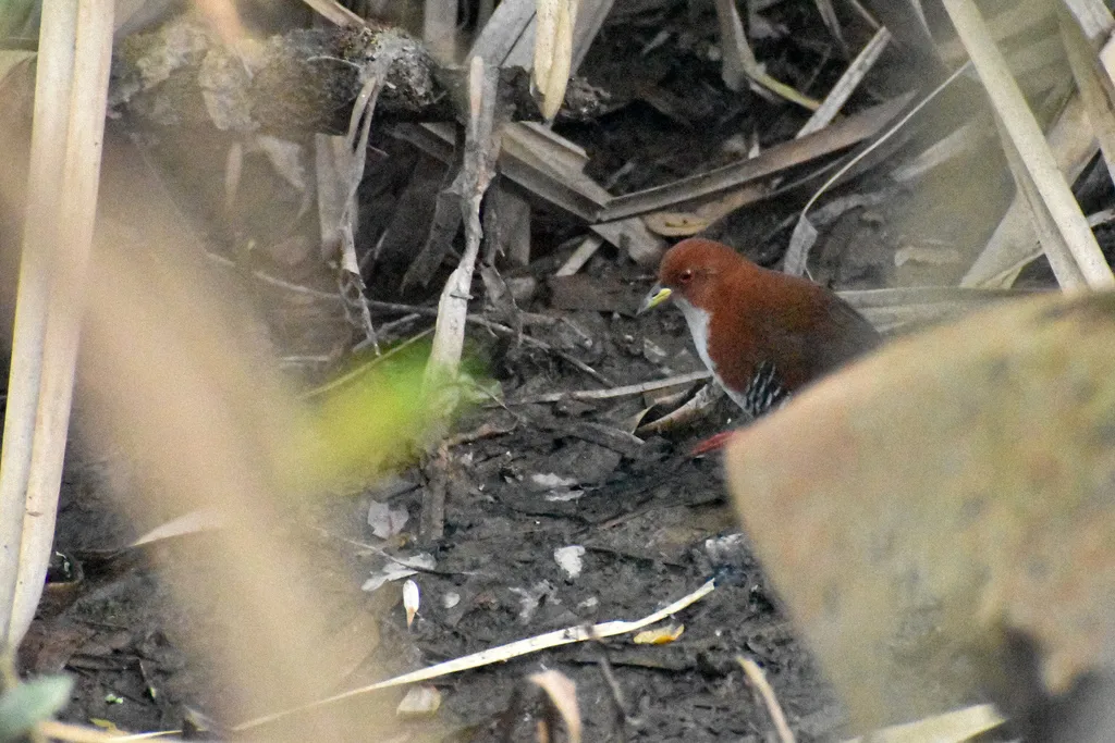 红白田鸡(Rufirallus leucopyrrhus)